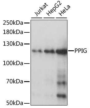 PPIG / Cyclophilin G Antibody