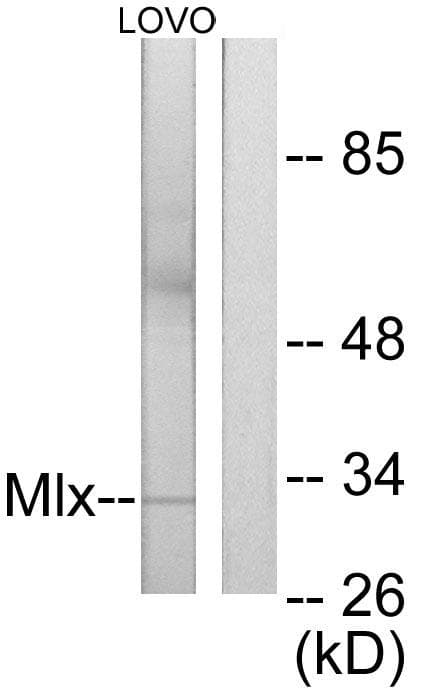 MLX / TCFL4 Antibody