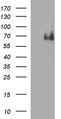 CHAF1B / CAF1 Antibody (clone OTI2D5, Carrier-free)