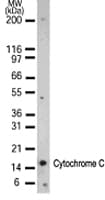 IHC-plus™ CYCS / Cytochrome c Antibody (aa1-80, clone 7H8.2C12)
