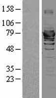 HSPA2 Protein (Over-Expression Lysate Myc-DDK (Flag))