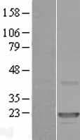 CLEC3A Protein (Over-Expression Lysate Myc-DDK (Flag))