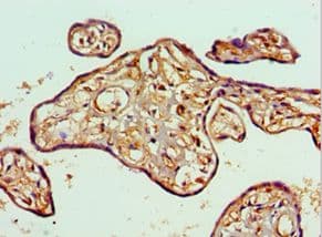 Polyclonal Rabbit anti-Human TOPBP1 Antibody (aa1253-1522, IHC)