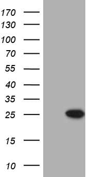 PRELID1 Antibody (aa36-219, clone OTI2H5)