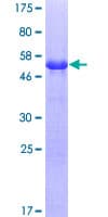Human CLTA / LCA Protein (Recombinant GST)