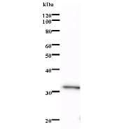Monoclonal Mouse anti-Human DHAND / HAND2 Antibody (clone HAND2C1a, WB)