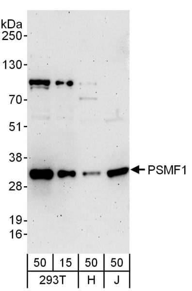 PSMF1 Antibody (aa221-271)