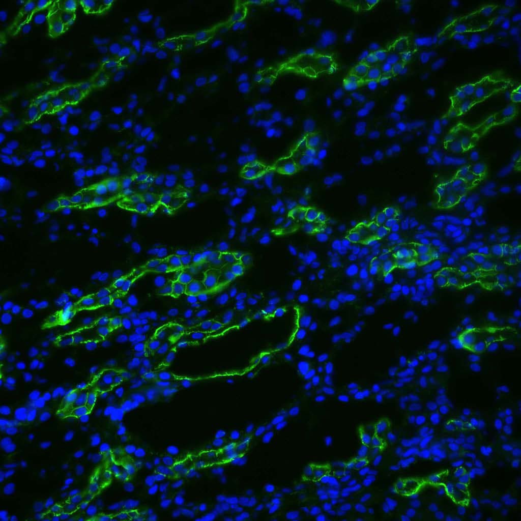AQP3 / Aquaporin 3 Antibody (aa268-292, PerCP)