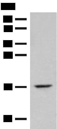 Polyclonal Rabbit anti-Human ISCU Antibody (WB)