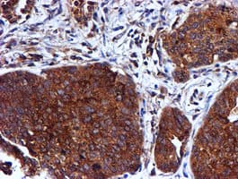IHC-plus™ CST3 / Cystatin C Antibody (clone 2C8)