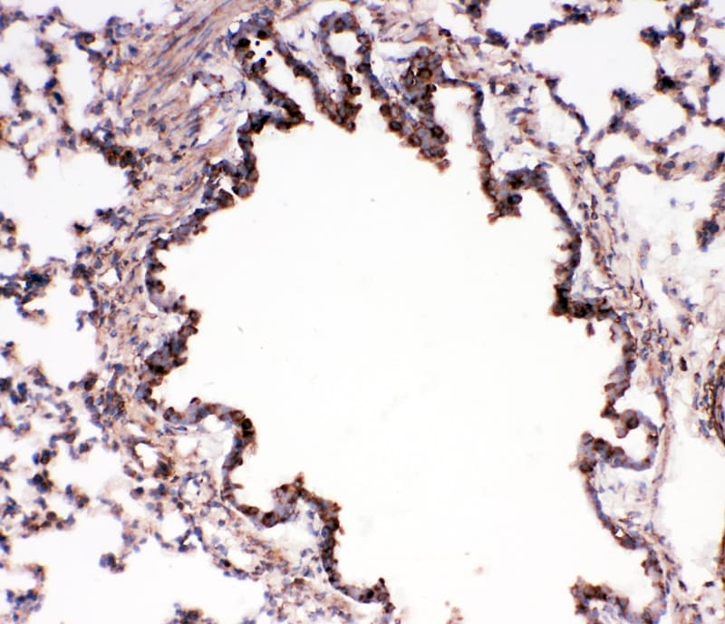BUB3 Antibody (aa76-90)