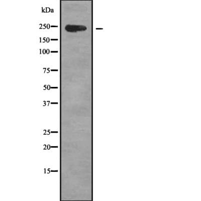 ZFC3H1 Antibody