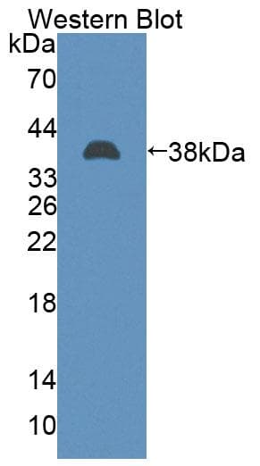 TAF2 Antibody (aa918-1199, Cy3)
