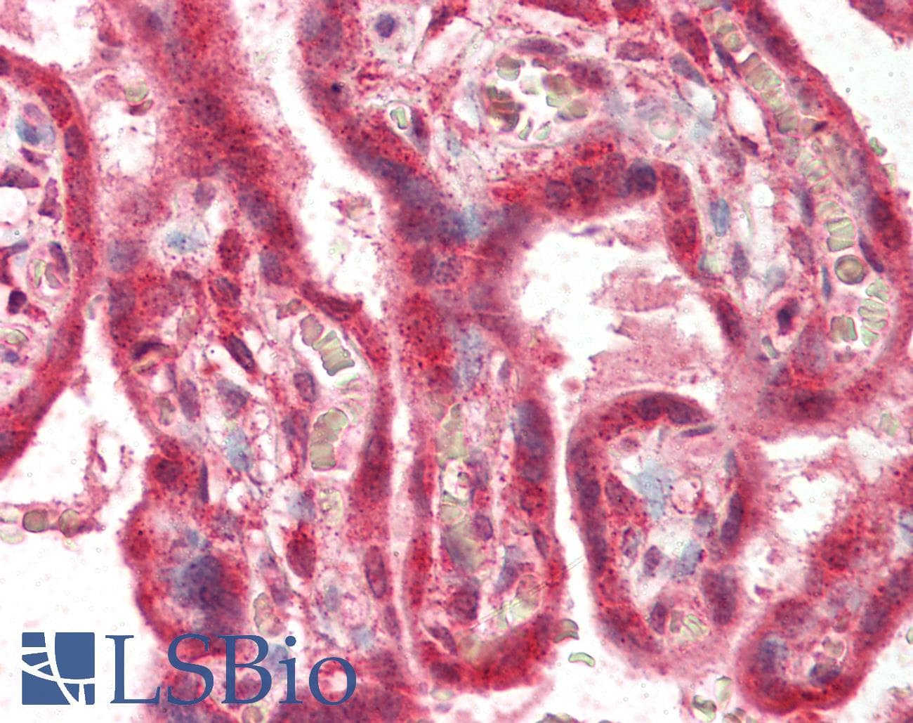 IHC-plus™ Polyclonal Goat anti-Human PLEKHA8 Antibody (aa428-440, IHC)
