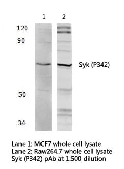 SYK Antibody (Pro342)