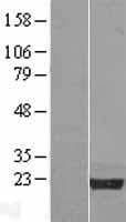 NPM3 Protein (Over-Expression Lysate Myc-DDK (Flag))
