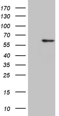 Monoclonal Mouse anti-Human ZNF454 Antibody (clone OTI4C6, WB)