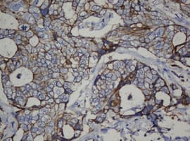 CDH1 / E Cadherin Antibody (clone OTI1B11)