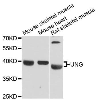 UNG / Uracil DNA Glycosylase Antibody
