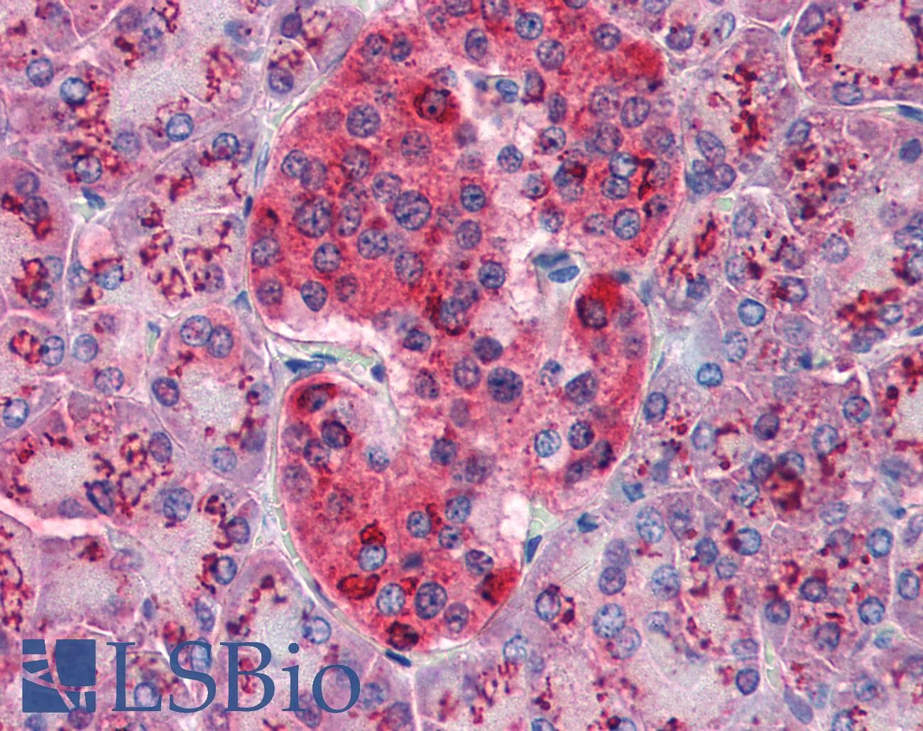IHC-plus™ Monoclonal Mouse anti-Human FGFR / FGF Receptor Antibody (phospho-Tyr653/Tyr654, IHC, WB)