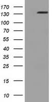 L1CAM Antibody (clone OTI1G4)