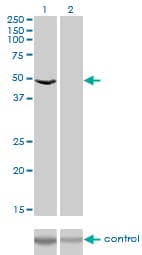 Monoclonal Mouse anti-Human EF1G / EEF1G Antibody (clone 3F11-1A10, IF, WB)
