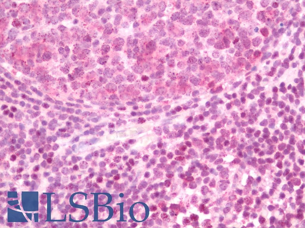 IHC-plus™ GSPT Antibody (N-Terminus)