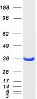 Human MAPRE1 / EB1 Protein (Recombinant Myc-DDK (Flag))