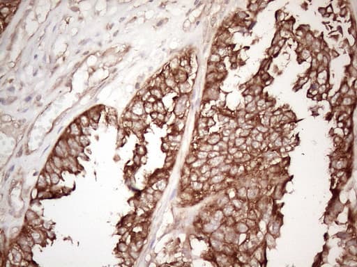 CNOT2 Antibody (clone OTI9B10, Carrier-free)