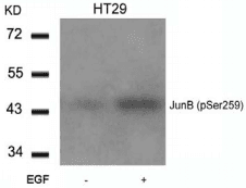 JUNB / JUN-B Antibody