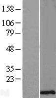 SMCO4 Protein (Over-Expression Lysate Myc-DDK (Flag))