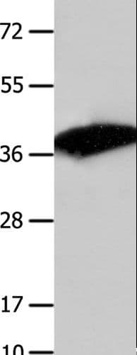 COPS5 / JAB1 Antibody