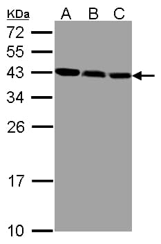 IHC-plus™ Polyclonal Rabbit anti-Human ZWINT Antibody (IHC, WB)