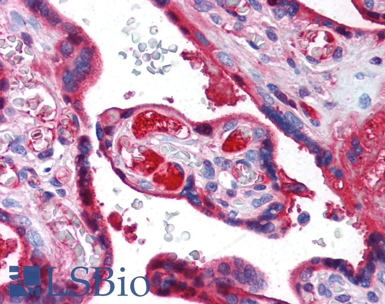 IHC-plus™ Monoclonal Mouse anti-Human TF / Transferrin Antibody (clone 2A2, N-Terminus, IHC)