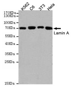 Monoclonal Mouse anti-Human LMNA / Lamin A+C Antibody (WB)