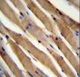 Polyclonal Rabbit anti-Human USP50 Antibody (aa141-169, IHC, WB)