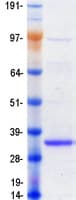 Human EMC10 Protein (Recombinant Myc-DDK (Flag))