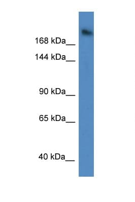 WDR87 Antibody (aa810-859)