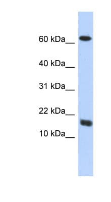 C4orf46 Antibody (aa35-84)
