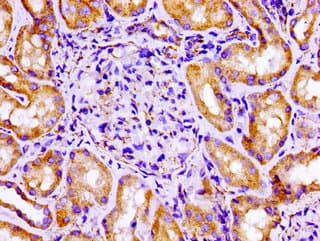 FLNA / Filamin A Antibody