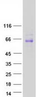 Human SIGLEC8 Protein (Recombinant Myc-DDK (Flag))