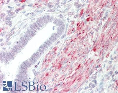 IHC-plus™ MRPS18C Antibody (aa64-113)