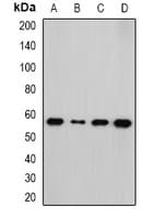NEK3 Antibody
