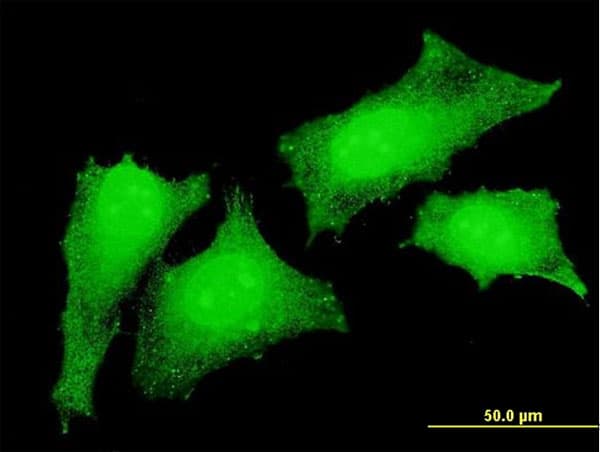 CRKL Antibody (clone 4B5)