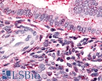 IHC-plus™ Thromboxane A2 Receptor Antibody (Cytoplasmic Domain)