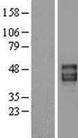 PANX1 / Pannexin 1 Protein (Over-Expression Lysate Myc-DDK (Flag))