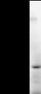 TAX1BP1 Antibody (clone 3098C2a)