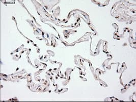 EPCAM Antibody (clone OTI4G10)