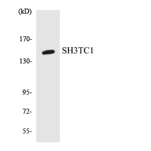 SH3TC1 Antibody (aa381-430)