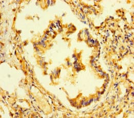 P3H2 / LEPREL1 Antibody